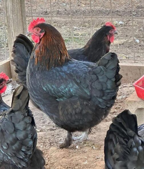 Black copper Marans
