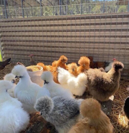 Silkies