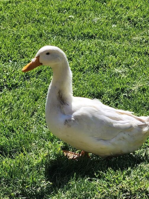 Pekin ducks