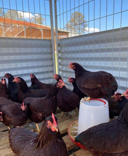 Rhode Island Red