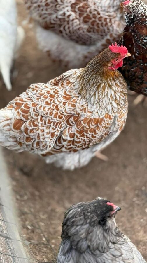 Blue laced Wyandotte